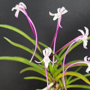 富貴蘭】 轡虫（くつわむし）1条/ 花 蘭 古典植物 フウラン