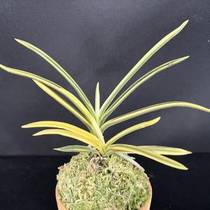 斑入り中国ムギラン 曙斑 2.5号鉢 麦蘭 古典植物 山野草 kih : レイ