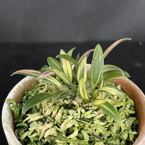 斑入り中国ムギラン 曙斑 2.5号鉢 麦蘭 古典植物 山野草 kih : レイ