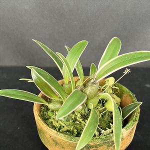 石化トキワシノブ 猫の手 9cmポット 綴化 子猫 古典植物 シダ植物 山