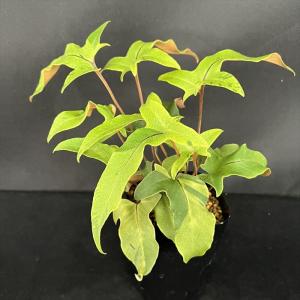 【大株】トキワシノブ（猫の手/石化）　シダ植物　山野草 石化トキワシノブ 猫の手 9cmポット 綴化 子猫 古典植物 シダ植物 山