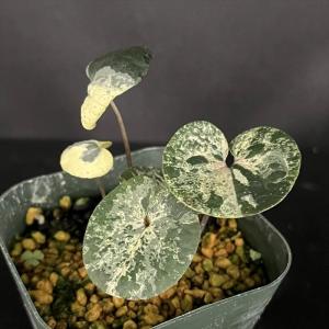 【大株】トキワシノブ（猫の手/石化）　シダ植物　山野草 石化トキワシノブ 猫の手 9cmポット 綴化 子猫 古典植物 シダ植物 山