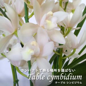 鉢花 花色おまかせシンビジウム 2本立て 1鉢 /【送料グループNP09