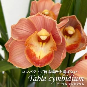 【予約販売】 洋ラン【花芽付き】テーブルシンビジ...の商品画像