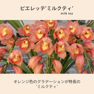 【予約販売】 洋ラン【花芽付き】テーブルシンビ...の詳細画像1