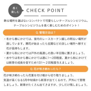 【予約販売】 洋ラン【花芽付き】テーブルシンビ...の詳細画像2