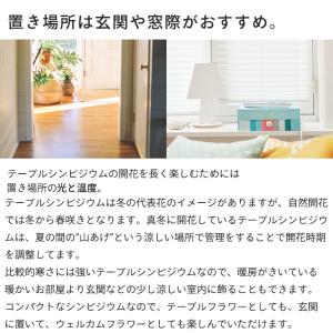 【予約販売】 洋ラン【花芽付き】テーブルシンビ...の詳細画像3