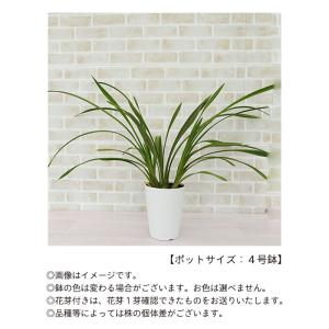 【予約販売】 洋ラン【花芽付き】テーブルシンビ...の詳細画像4