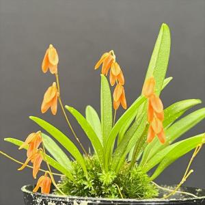 Paph.delenatii (デレナティ) BS 花なし株 パフィオペディラム原種