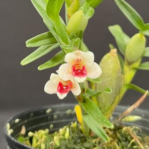 Phal.tetraspis (テトラスピス) BS ファレノプシス原種 (販売期間4月