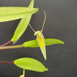 Phal.tetraspis (テトラスピス) BS ファレノプシス原種 (販売期間4月