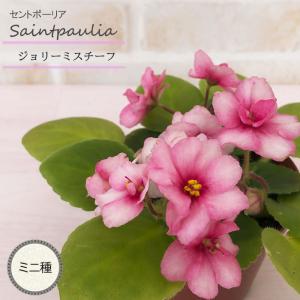 ミスマフェット 花なし株 5号鉢 日本蜜蜂（ミツバチ）を呼びます金稜辺