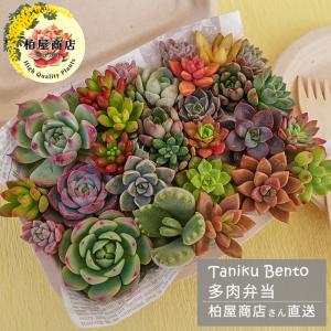 多肉弁当 多肉植物 観葉植物 インテリア 抜き苗 寄せ植え