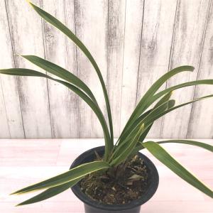 日本花キ流通 ミスマフェット 花芽2芽付き 4.5号鉢 送料無料