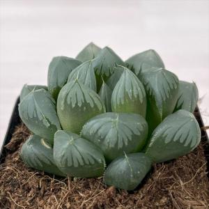 多肉植物 ハオルチア 大紫水晶オブツーサ 7.5...の商品画像
