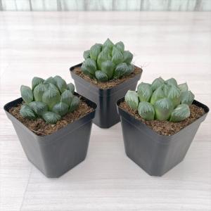 多肉植物 ハオルチア 大紫水晶オブツーサ 7....の詳細画像1