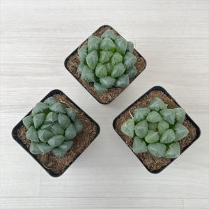 多肉植物 ハオルチア 大紫水晶オブツーサ 7....の詳細画像2