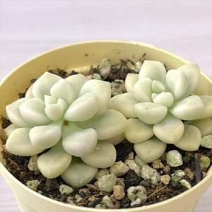 多肉植物 グラプトベリア チョコレート錦 7.5cmポット 観葉植物