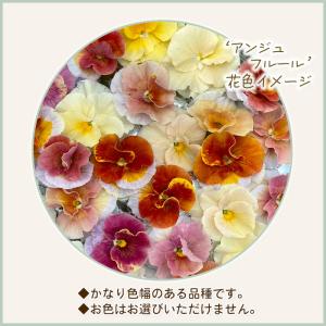 【予約販売】 育種家うえたさんオリジナル ビオ...の詳細画像2