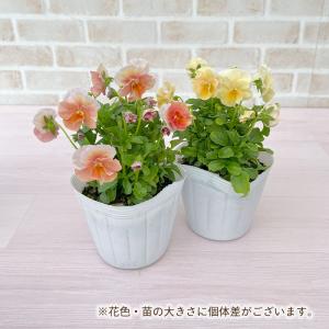 【予約販売】 育種家うえたさんオリジナル ビオ...の詳細画像3