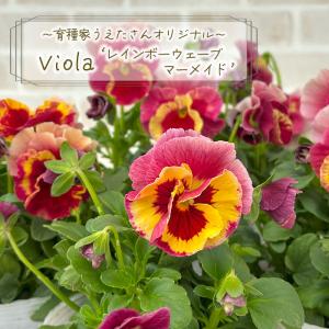 【予約販売】 育種家うえたさんオリジナル ビオラ レインボーウェーブ マーメイド 10.5cmポット 花苗 ガーデニング パンジー ビオラ uet 11月下旬以降発送