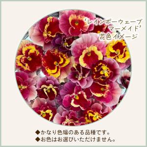 【予約販売】 育種家うえたさんオリジナル ビオ...の詳細画像2