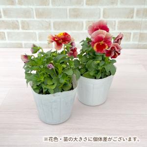 【予約販売】 育種家うえたさんオリジナル ビオ...の詳細画像3
