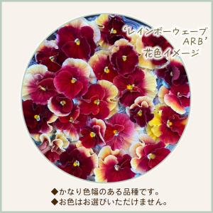【予約販売】 育種家うえたさんオリジナル ビオ...の詳細画像2