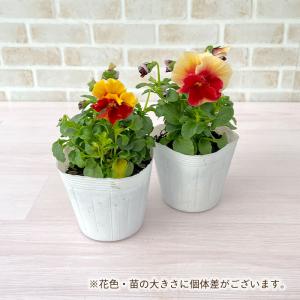 【予約販売】 育種家うえたさんオリジナル ビオ...の詳細画像3