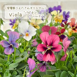 【予約販売】 育種家うえたさんオリジナル ビオラ パピヨンワールド 10.5cmポット 花苗 ガーデニング パンジー ビオラ uet 11月下旬以降発送