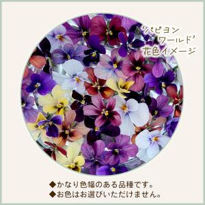 【予約販売】 育種家うえたさんオリジナル ビオ...の詳細画像2