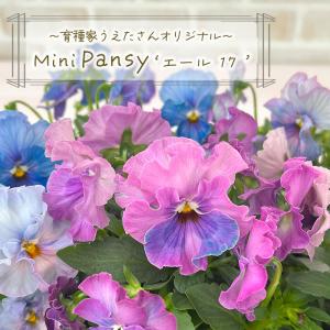 【予約販売】 育種家うえたさんオリジナル ミニパンジー エール17 10.5cmポット 花苗 ガーデニング uet 11月下旬以降発送