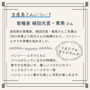 【予約販売】 育種家うえたさんオリジナル ミニ...の詳細画像1