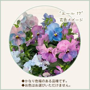 【予約販売】 育種家うえたさんオリジナル ミニ...の詳細画像2