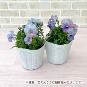 【予約販売】 育種家うえたさんオリジナル ミニ...の詳細画像3