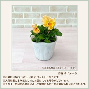 【予約販売】 育種家うえたさんオリジナル ミニ...の詳細画像4