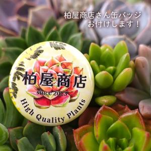 【柏屋商店さん直送】送料無料 もりもり木箱 多...の詳細画像4
