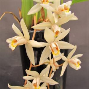 蘭 バルボフィラム モニリフォルメ Bulbophyllum moniliforme 板付き