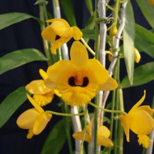 Phal.stuartiana(スターチアナ) BS ファレノプシス原種 (販売期間4月