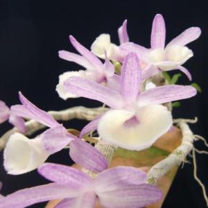 開花中　洋蘭原種　デンドロビウム　フッシファウシウム 開花中 洋蘭原種 デンドロビウム フッシファウシウム 開花中 洋蘭原種