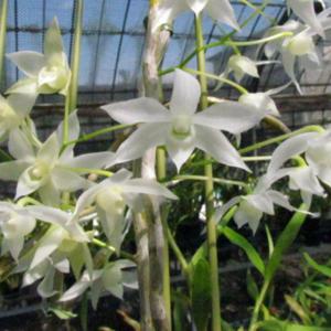 予約販売 】 洋ラン【開花見込株】カトレア ワルケリアナ セミアルバ