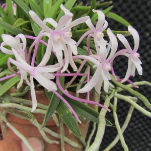 Phal.tetraspis (テトラスピス) BS ファレノプシス原種 (販売期間4月