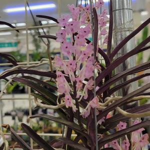 花なし株】 ファレノプシス ビオラセア Phal.violacea (=Phal.bellina