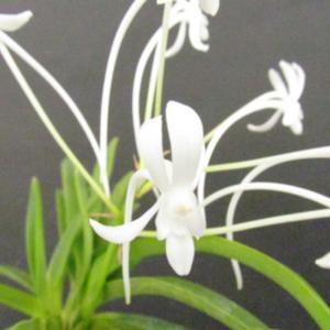 予約販売】 洋ラン【開花見込株】デンドロビウム デンシフローラム 9cm