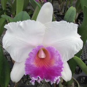 C.quadricolor(C.クァドリカラー) BS 花なし株 カトレア原種 : 山田蘭