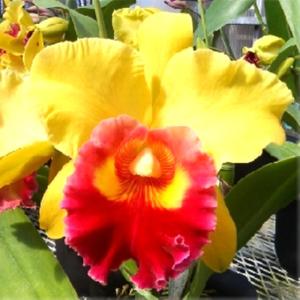 クリスマスローズ 吉田園芸 アンティークピエラ 0218-040 現品販売