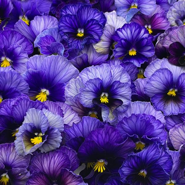 【予約販売】 ビオラ 歌劇☆スター 星宙 9cmポット 花苗 ガーデニング メゾンドビオラ 12月中...