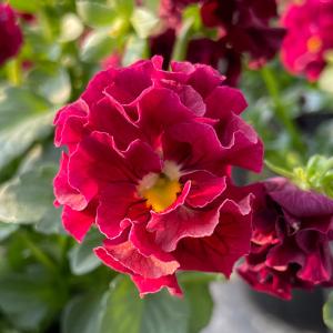 【予約販売】 ビオラ 薔薇乙女 9cmポット ...の詳細画像1