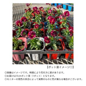 【予約販売】 ビオラ 薔薇乙女 9cmポット ...の詳細画像2