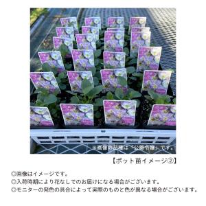 【予約販売】 ビオラ 薔薇乙女 9cmポット ...の詳細画像3